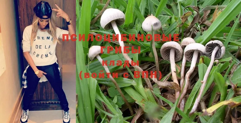 как найти наркотики  Шумерля  Псилоцибиновые грибы MAGIC MUSHROOMS 